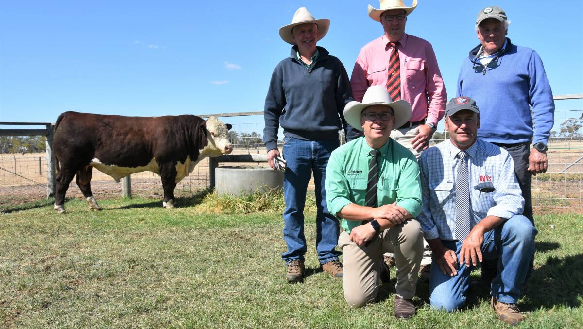 Top price buyers Jeremy Upton and Antony Bailleau, Yarram Park, Vic (top right), Elders Ross Milne and (kneeling) Days stud's Lachy Day and Nutrien's Gordon Wood with the $52,000 bull, Days 
