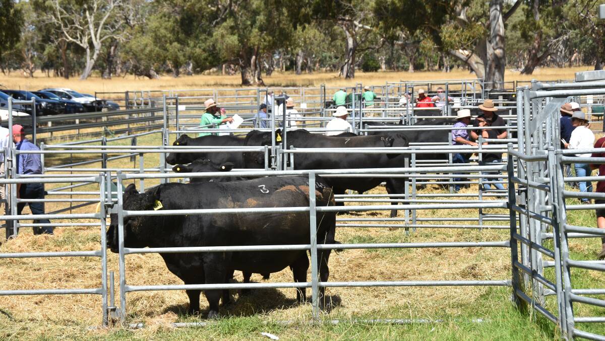 Pre-sale inspection of the bulls at Sterita Park Angus stud, Lucindale.