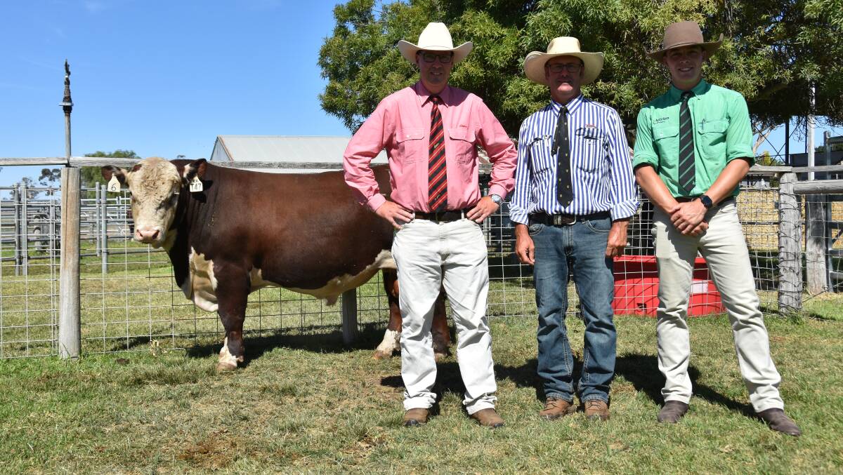 One of the three Days Whiteface bulls which all reached $16,000. The lot 6 bull, Days Milestone T047 is pictured with Elders stud stock's Ross MIlne, Lachy Day and Nutrien Bordertow's Jack Guy.