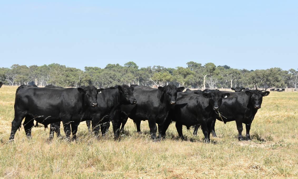 The DiGiorgios established the Sterita Park stud in 2002 and offer about 90 bulls at their annual on-property sale each year. The yearling bulls are run on dryland lucerne.
