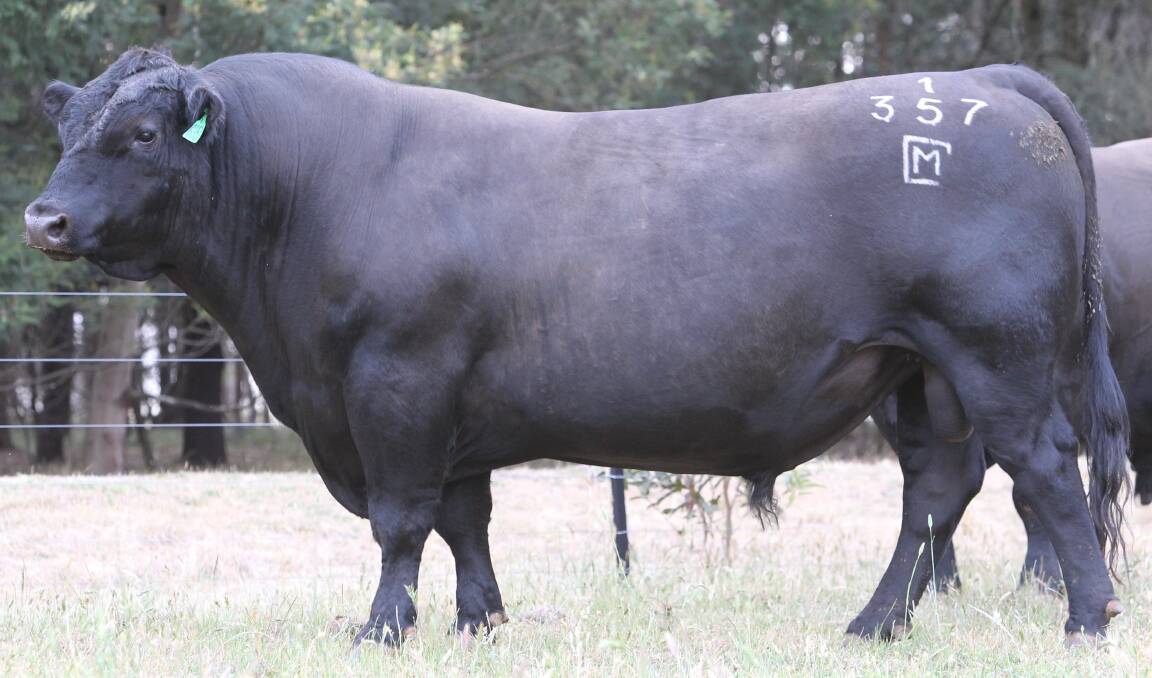 PERFORMANCE PLUS: Pathfinder Genesis 357 is the highest overall performance bull in the fourth cohort of Angus Australia's Sire Benchmarking Program.