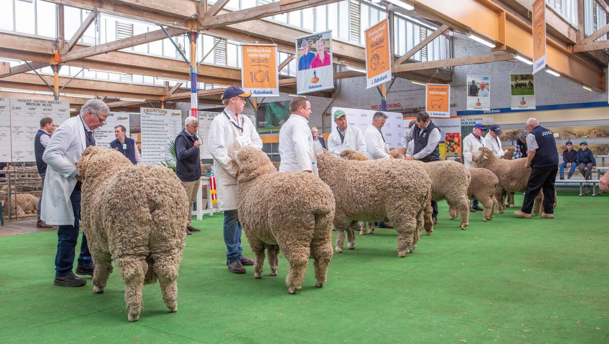 The final line-up of March and August shorn champions on the mat for supreme exhibit.
