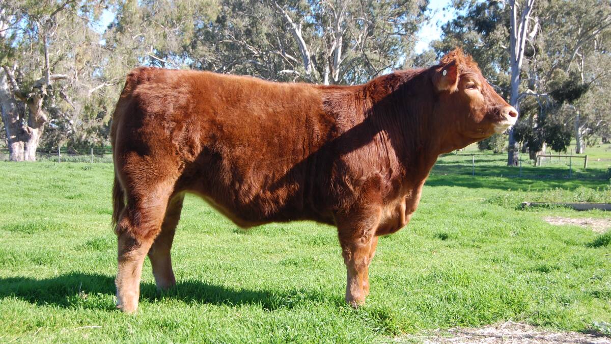 VIRTUAL PICK: Stock Journal's Steer Showdown grand champion steer, Naracoorte Quitters Never Win, a Limousin exhibited by Naracoorte High School.