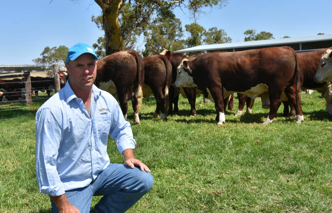 BIG ORDERS: A move from holding an auction to private sales has paid off for Andrew Bennett, Bendulla, Mundulla, selling 21 Poll Hereford bulls to $8000 during Beef Week.