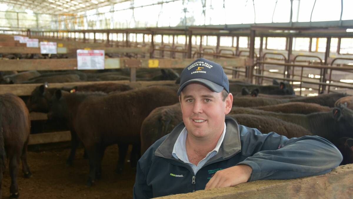 TOP PEN: Pinkerton Palm Hamlyn & Steen Penola's Jack Schulz bought the $1115 top priced steers from Canowie, Coonalpyn, for a client. 