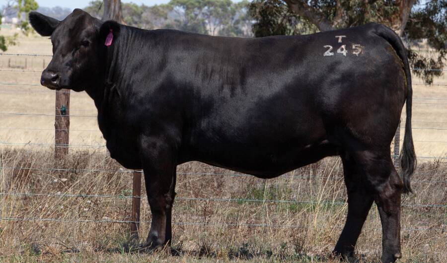 Lot 14, Woonallee Pear T245 which was the $11,500 top priced lot in Woonallee's online female sale. Picture from AuctionsPlus