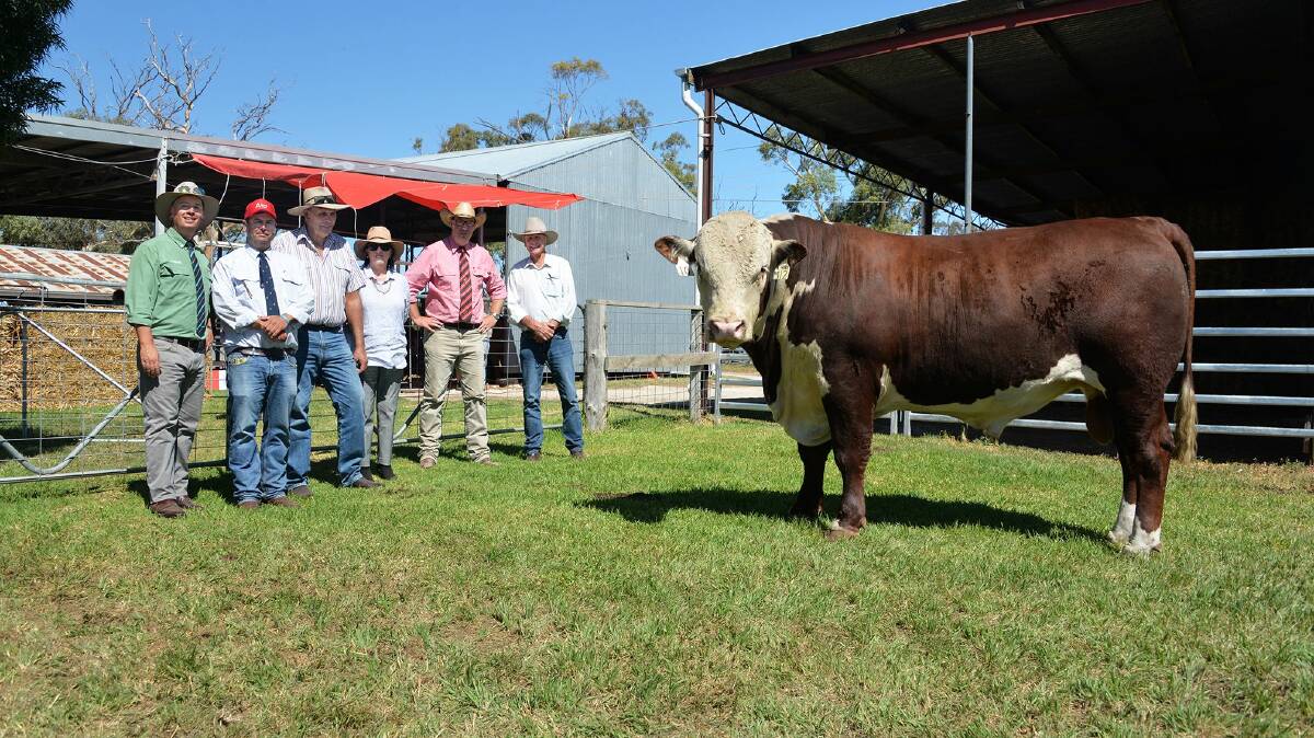 ALLENDALE HIGH: Pictured with Allendale Collingwood M012, the $18,000 top priced bull from the Allendale draft are Landmark auctioneer Gordon Wood; Allendale principal Alastair Day; purchasers Max and Jan Randall, Lynwood Pastoral, Cobbadah, NSW; Elders auctioneer, Ross Milne; and purchasing agent, Howard Carter, Landmark Tamworth.