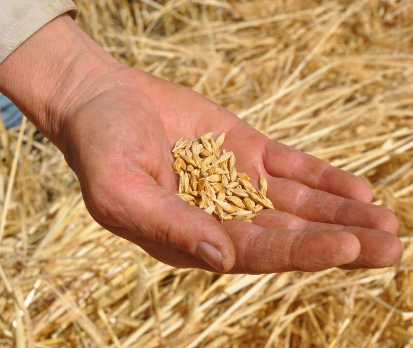 WINNING BREW: CSIRO-bred Kebari barley has 10,000 times less gluten than normal barley. It is being used by German brewer Radeberger.