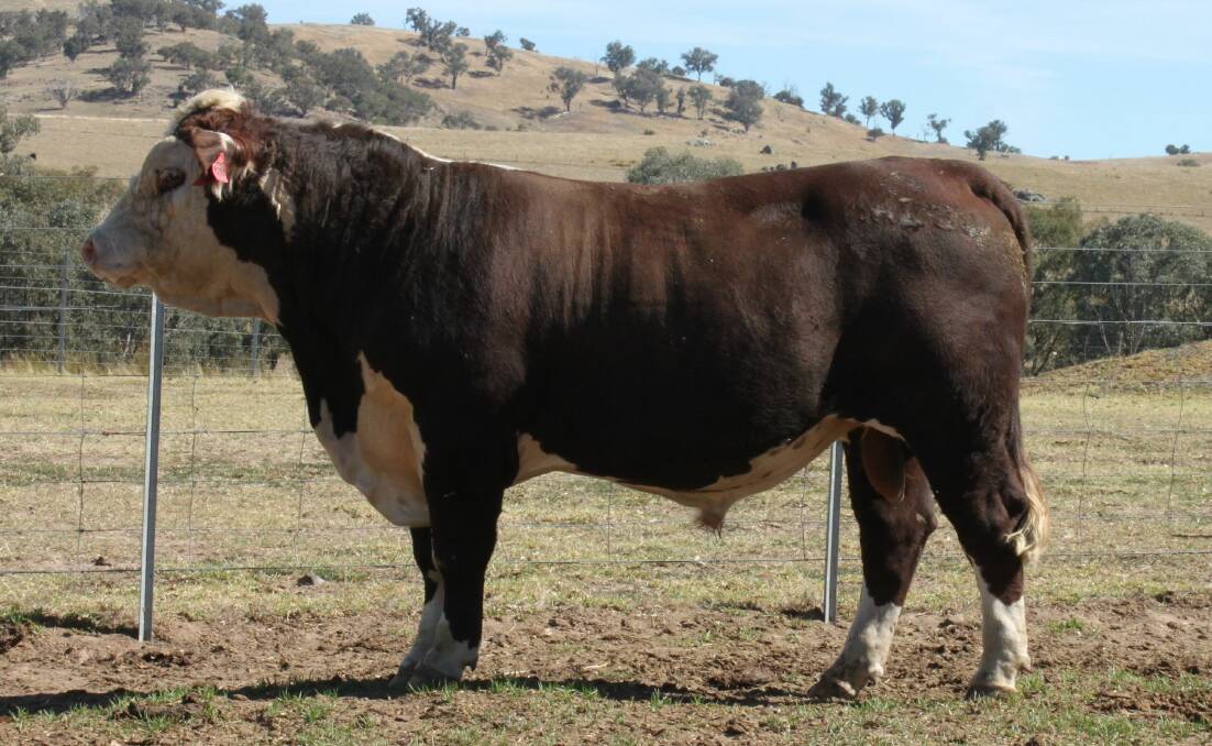 Wirruna Matty M288, a trait leader for marbling, is the inaugural sire chosen in Herefords Australia's new Super Sires program.