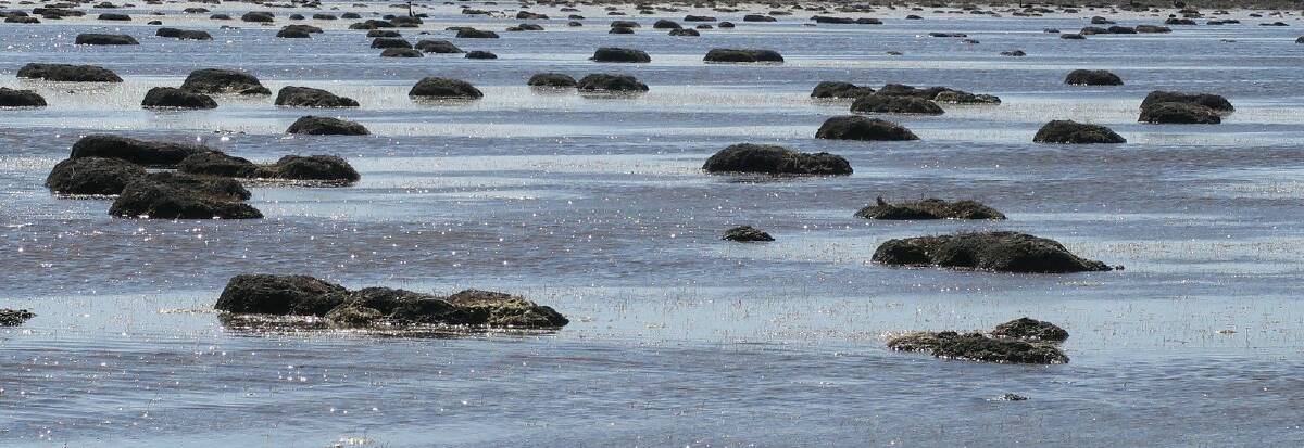 LIVING ROCKS: The thrombolites at Lake Hawdon South, near Robe, which inspired James Darling and Lesley Forwood's latest exhibition.