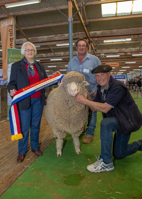 RIPPER RAM: Jan Hunt, Mount Gambier, sashes the champion Polwarth ram being held by David McArdle (right), Taljar stud, Parndana, with judge Andrew Donnan.