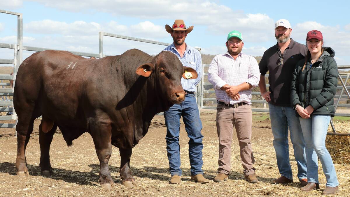 Goolagong stud's Heath Tiller with buyers of the $14,000 bull, Matthew Way, Mark Daly and his daughter Caitlin Daly, Kilcock stud, Deniliquin, NSW. Photo: Kent Ward
