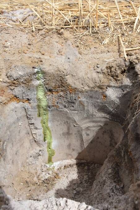 Photo showing the soil profile of a spaded + organic matter added plot at the Cadgee site.