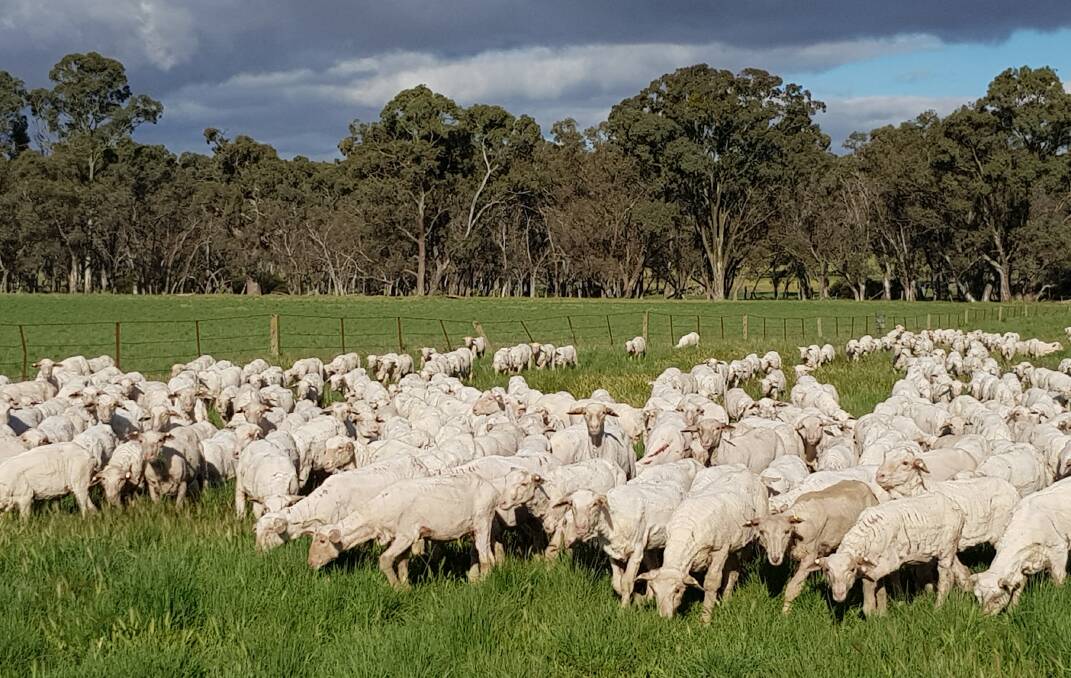 SIRE EVALUATION: The first drop of lambs in the SA Merino Sire Evaluation trial at Keyneton Station were born in June and are showing diversity in their growth rates and wool and skin characteristics.