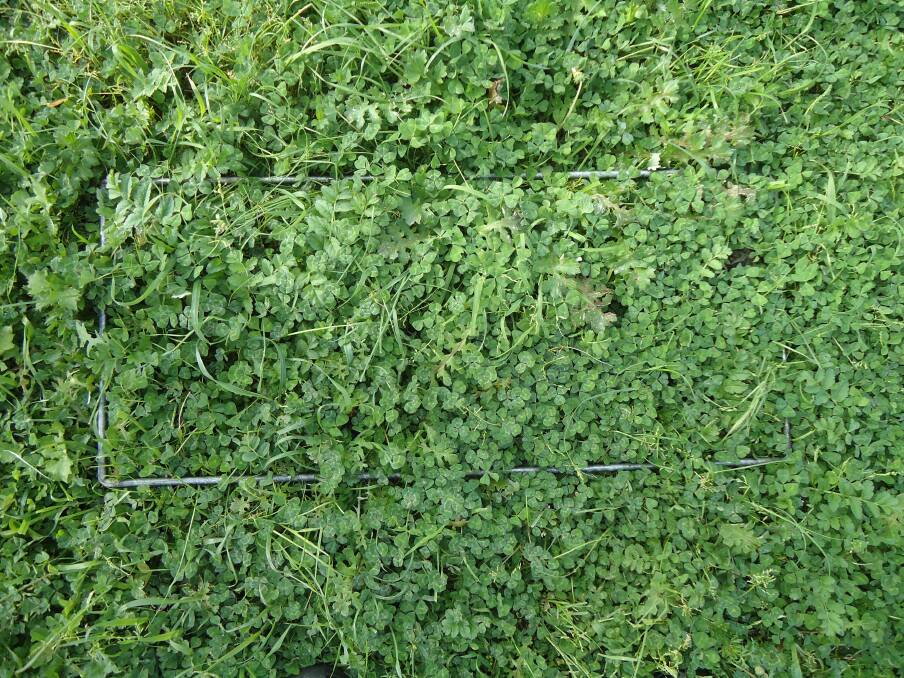 PADDOCK INSPECTION: The Good Clover, Bad Clover project is assisting farmers to identify the sub clover cultivars in their paddocks.