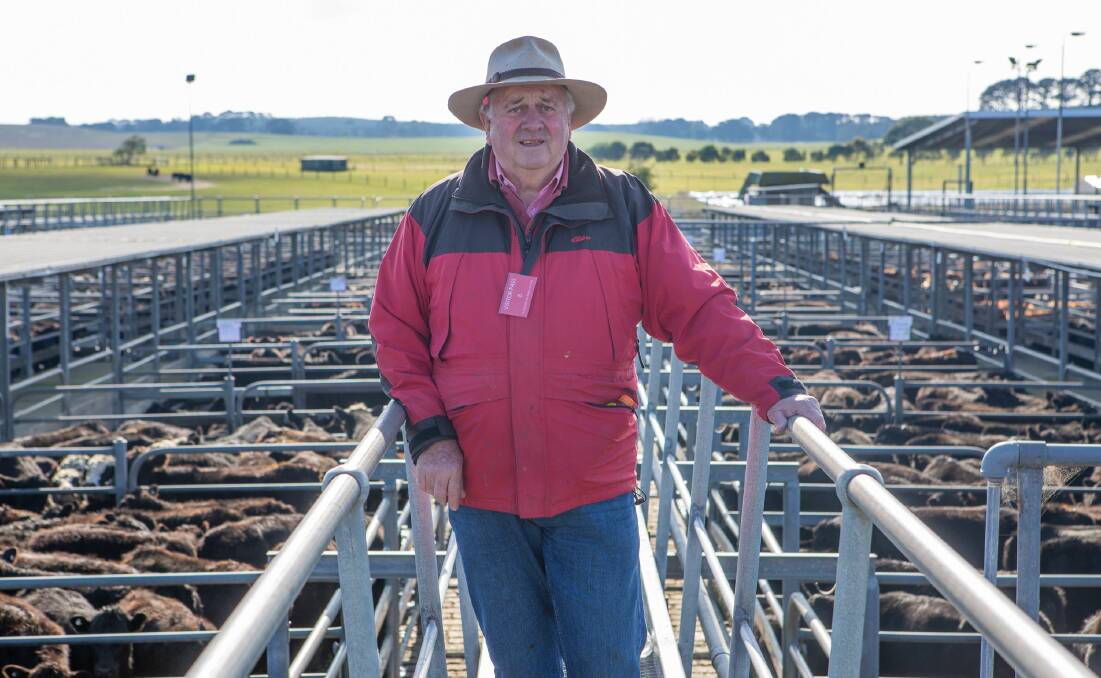 FINAL MARKET: Elders Mount Gambier livestock manager David Creek at his final store cattle sale last month before retiring. He has spent many long hours drafting stock for sales at the yards.