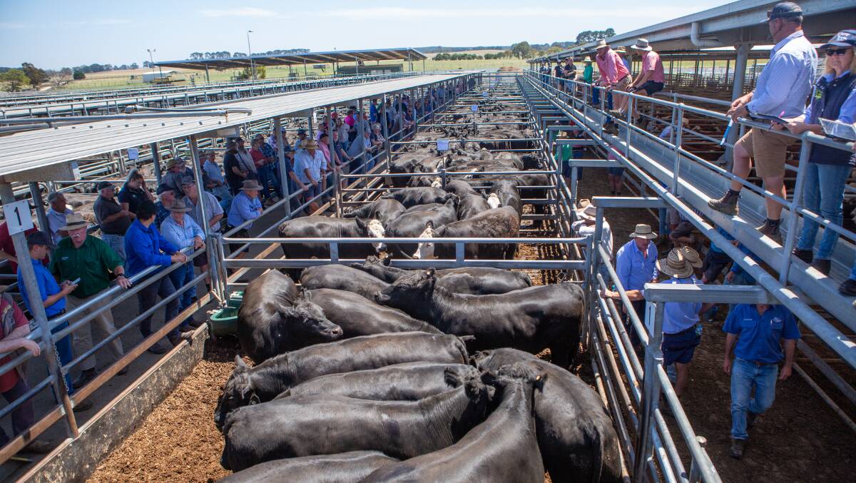 Plans to upgrade the Mount Gambier & District Saleyards are gaining momentum with the yard's owner the District Council of Grant reaching stage two of the federal government's Growing Regions grants. Picture by Jacqui Bateman.