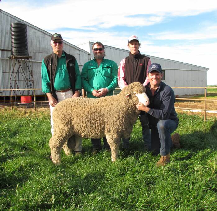 Yanta stud's Don Baillie and stud adviser Julian Webb, with Elders' Braden Southern and Sydney Lawrie, Collandra North, Tumby Bay, with the $25,000 ram.