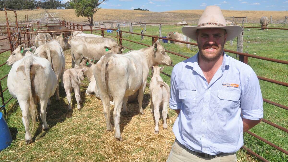 HILLS BUY: Platinum Livestock's Ben Dohnt bought 15 females to $2500 for Jalacase Investments, Mylor.