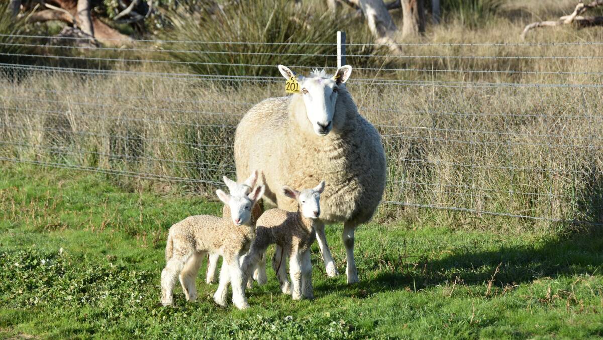 Un-baa-lievable lambing for many but need for feed