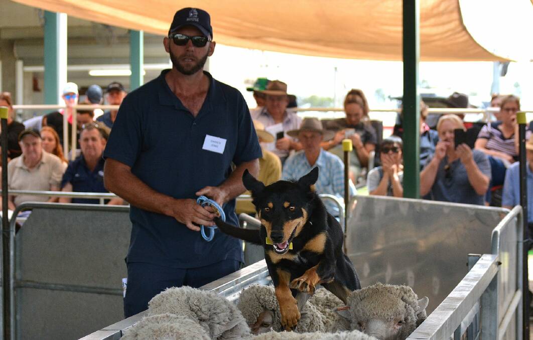 TRAINED TALENT: Darren Jenke, GameOn Kelpies, Lucindale, with his dog Betty which made $19,000, selling to Tas. Photo: Jerilderie Working Dog Auction