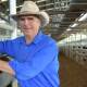 FINAL SALE: Naracoorte Regional Livestock Exchange livestock caretaker Peter Sinclair has retired after 46 years working in the yards and feeding livestock in the holding paddocks.
