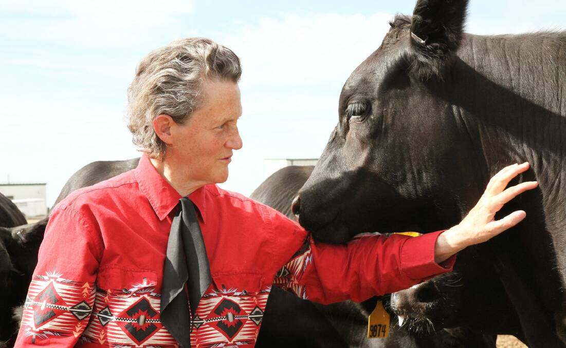 World renowned livestock handling consultant Temple Grandin is coming to Tintinara next month to share her journey in agriculture. Photo: Rosalie Winard