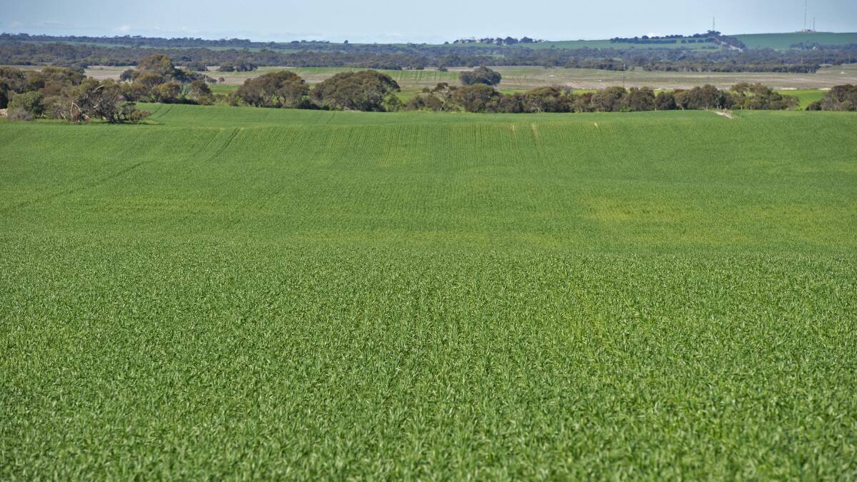 YP DEMAND: Yorke Peninsula cropping property Barretts, 20 kilometres west of Warooka, made $5.15 million at auction earlier this month for 556.1 hectares.