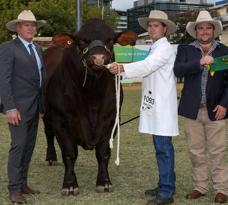 IN DEMAND: Judge Ivan Price and handler Tim Hartshorn with Goolagong stud's Heath Tiller and the reserve senior champion bull at the 2016 Ekka, which sold for $30,000.