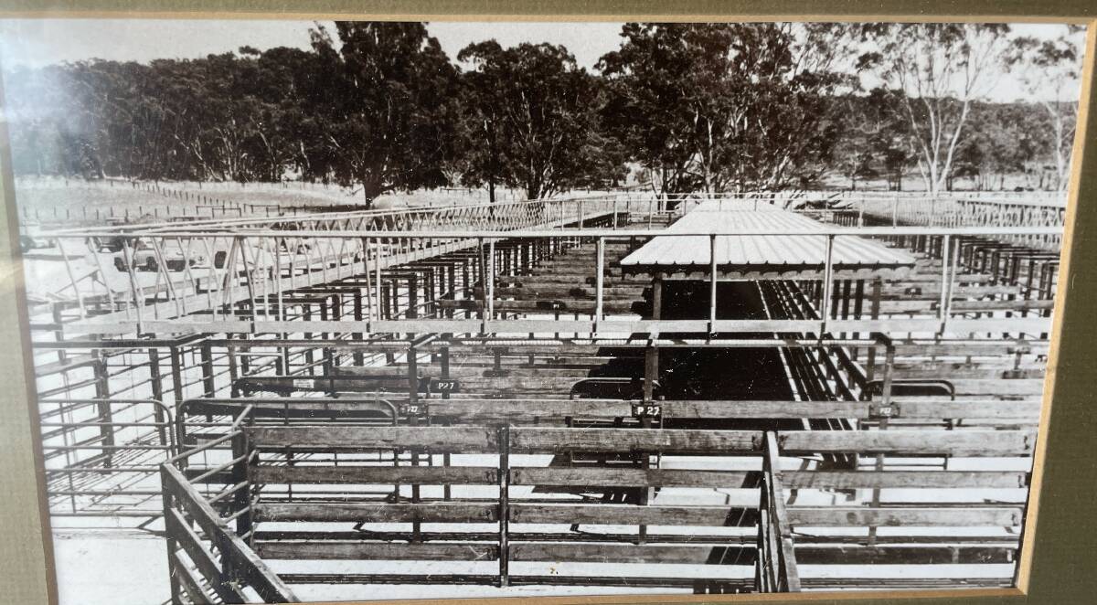Photo taken in 1973 after the completion of the cattle yards at the Naracoorte Regional Livestock Exchange.