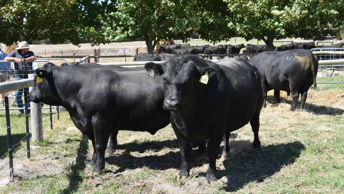 Double high for Granite Ridge Angus in larger sale offering