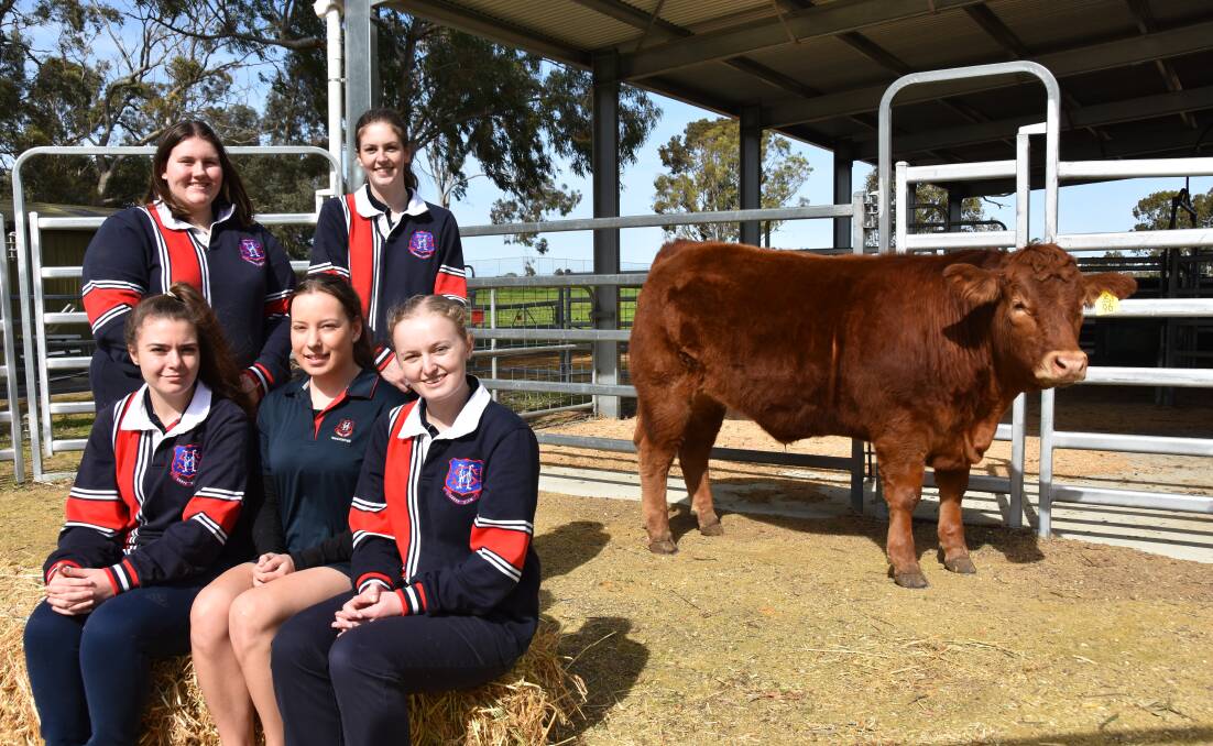 Naracoorte High School Year 12 students Casey Victor and Maddie Stringer (standing) and sitting Kelsey Grigg, Sophie Gibbs and Jasmin Ireland with their grand champion steer, Quitters Never Win, from Stock Journal Steer Showdown.