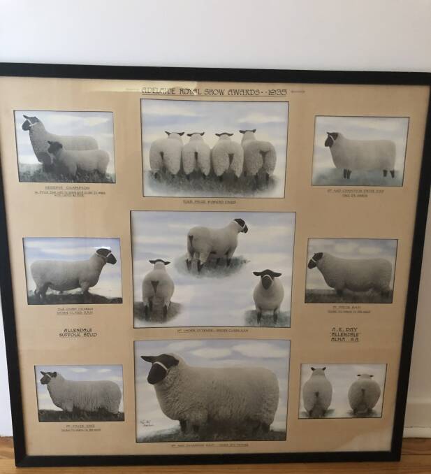 Photos of Allendale stud's inaugural show team from the 1935 Royal Adelaide Show. The late Allen E Day had a stellar debut winning both champion ewe and ram.