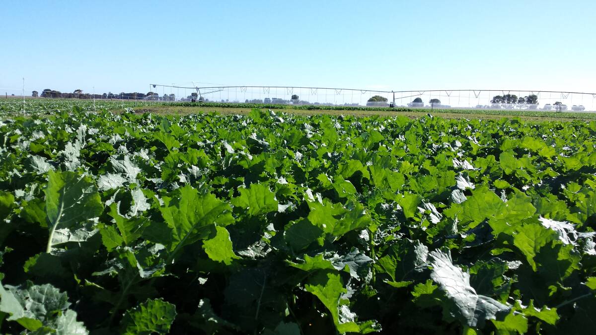 LONG SEASON: Irrigated canola in the Bool Lagoon trial in 2015. Photo: SARDI SE NEW VARIETY AGRONOMY TEAM