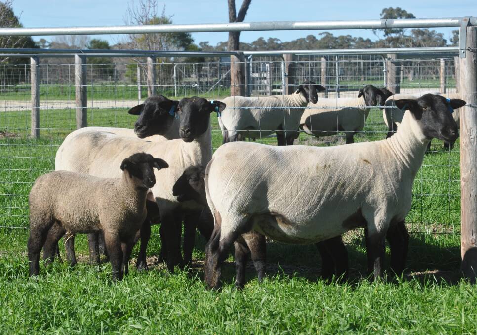 MATERNAL GROUP: Some of the Suffolk ewes and lambs which will be part of Allendale's 2017 Royal Adelaide Show team.