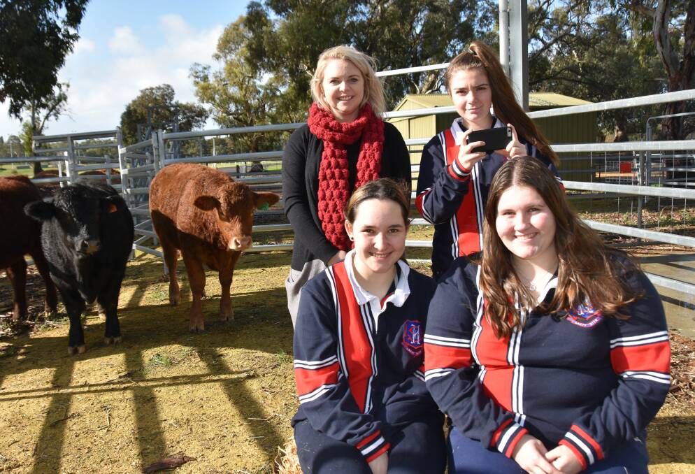 GETTING READY: Naracoorte High School agriculture teacher Emma Phillips and Year 12 students Kelsey Grigg, Cleoni Trussell and Casey Victor with the school's steers.