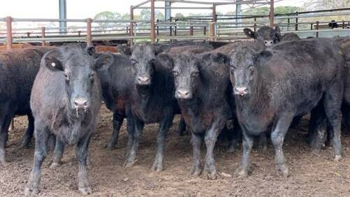 Tight supply pushes online cattle prices upward