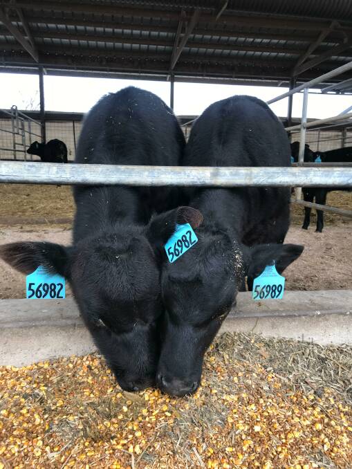 NEW FACES: Beef-dairy calves are becoming a far more common sight as milk producers look to capitalise on a looming tightening of beef cattle supply.