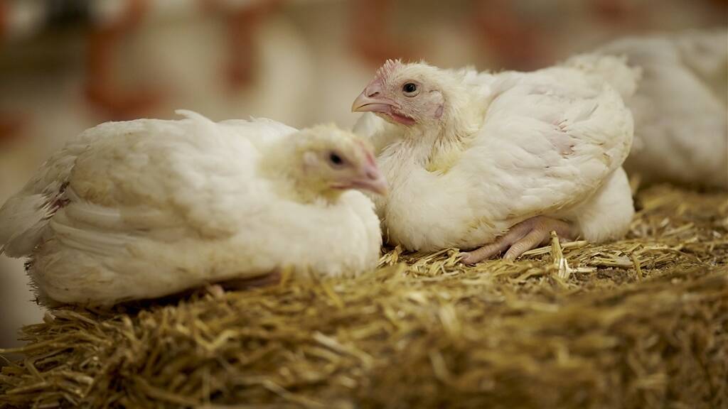 Chicken processors agree to tweak contracts