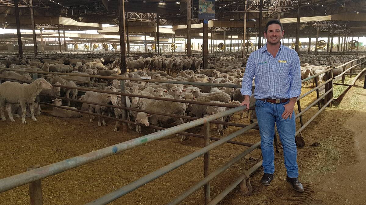 Thomas Green in Doha, Qatar, at a holding feedlot and slaughterhouse, with West Australian wethers live exported. 