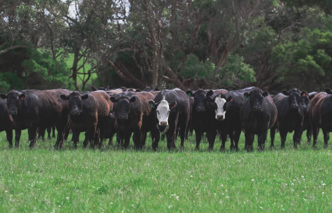 PICTURESQUE: Pasture in front, trees behind. Mount Lavinia's sustainably-grown cattle in South Gippsland.