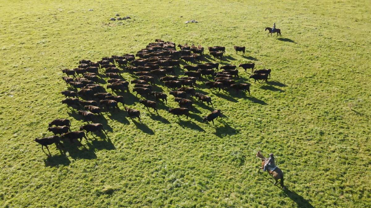 PICTURESQUE: Stone Axe Pastoral's cattle are mustered at Glen Alvie, Ebor, in northern NSW.