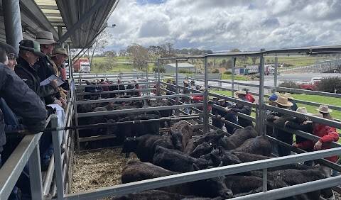 Hopes are high for some forecast rain over the next week to temper the flow of cattle onto the market. Photo by Karen Bailey.