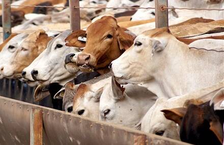 IN DEMAND: Australian cattle exports to Indonesia are up 20 per cent year-on-year.