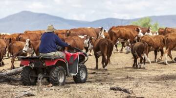 MLA's first cattle industry projections for 2024 say the herd has entered a maintenance phase. 