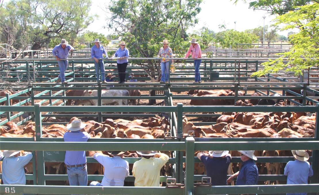 HOLDING UP: The cattle selling action at Blackall, Queensland, last week. IMAGE: Sally Gall