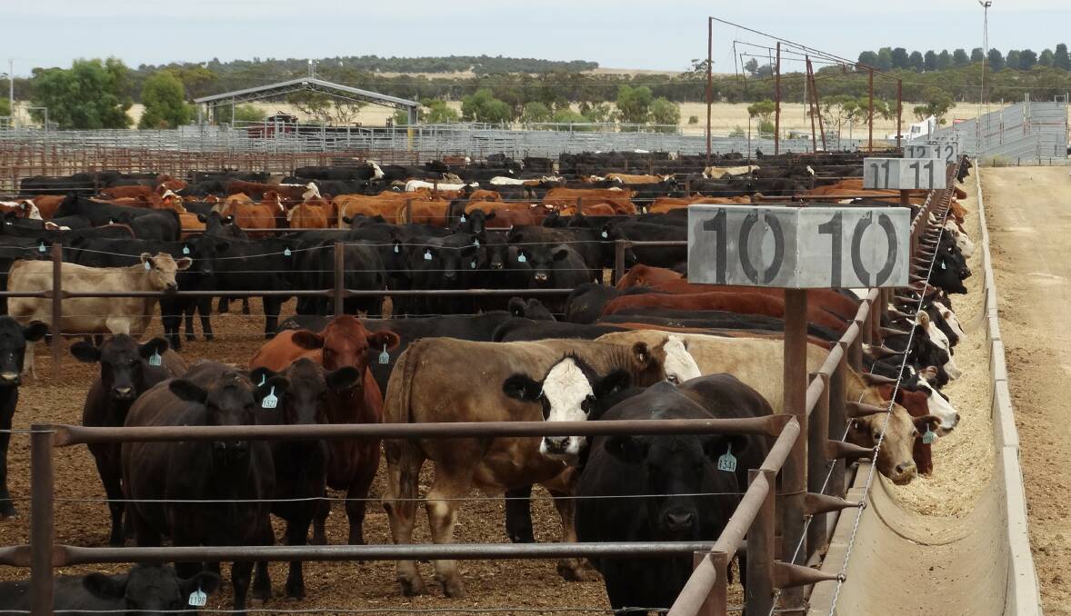 ON FEED: Harmony's Dimboola feedlot in north west Victoria. The company is ramping up its grainfed program to supply branded beef as it moves away from live exports to China.