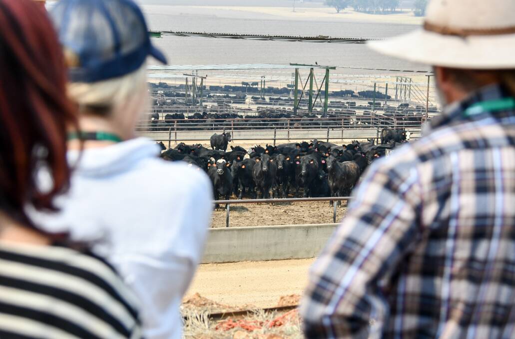 PERFORMANCE: Producers visit Elders' Killara feedlot on the eastern side of the Liverpool Plains in NSW. Photo: Lucy Kinbacher