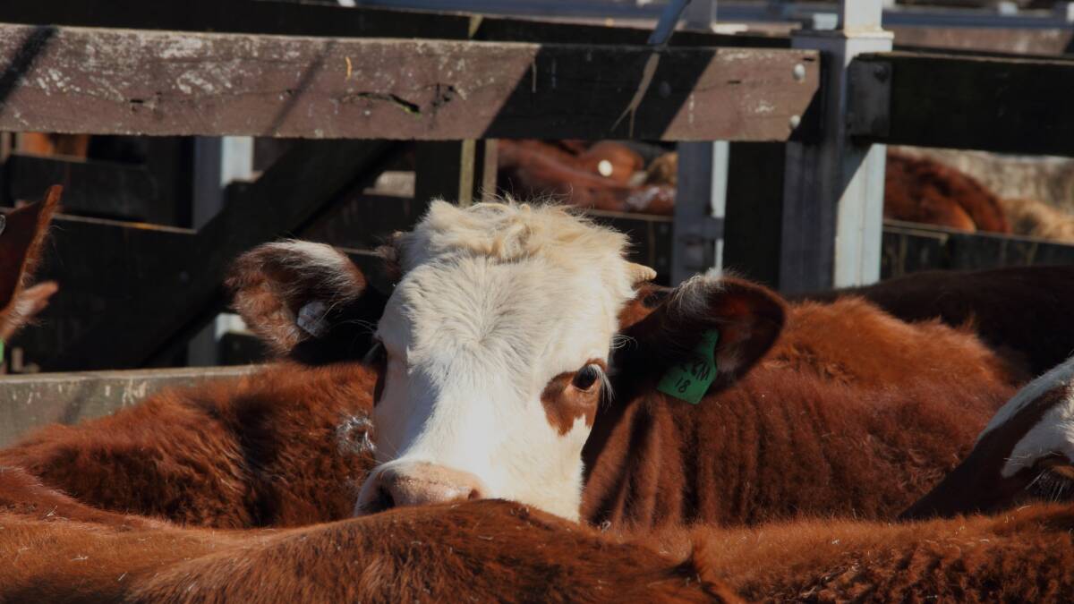 Still money in turnover cattle, despite rocketing market