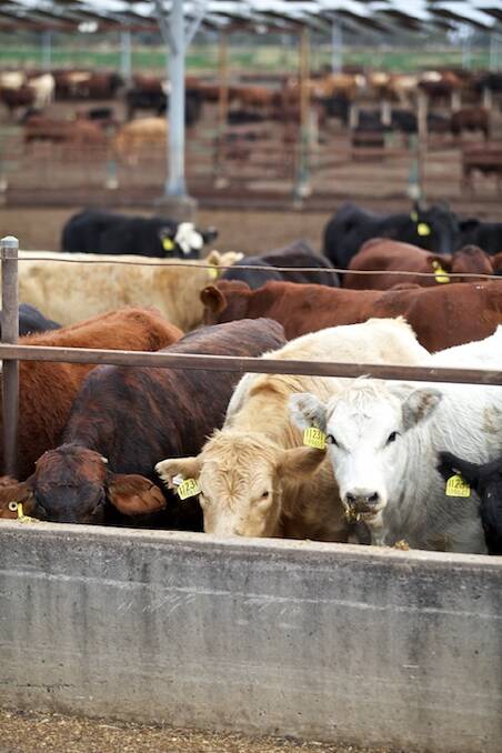 Cattle on feed numbers back